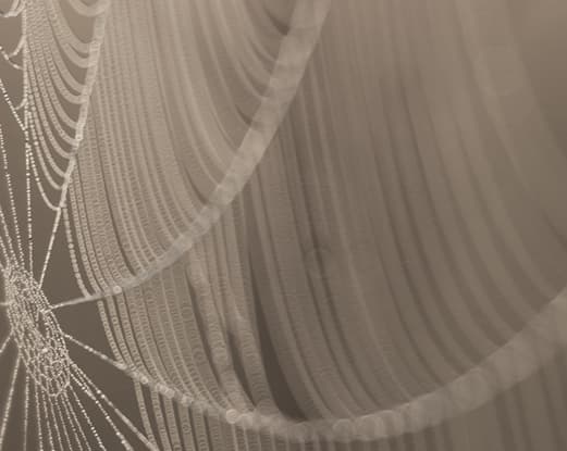 Execution & Real-Time Monitoring