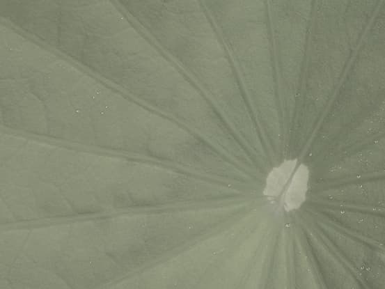 Leaf texture close-up representing availability